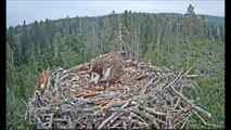 Estonian Osprey 6-8-16