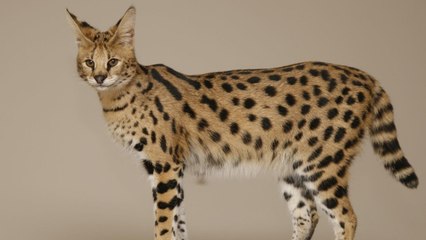 Top 10 Largest Cats Breed In The World in 2015-2016