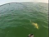 Grouper eats 4 ft shark in one bite