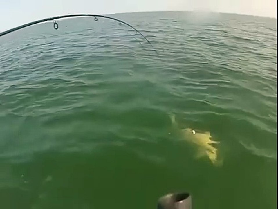 Grouper eats 4 ft shark in one bite