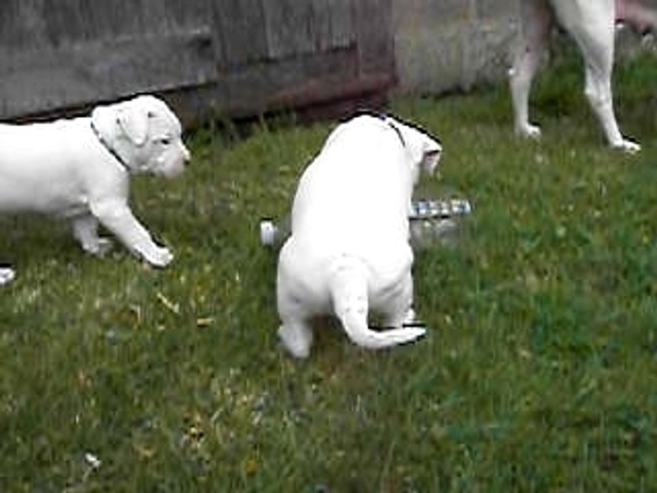 Chiot dogue argentin qui joue