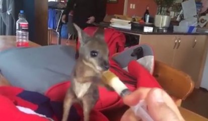 Ce bébé kangourou va vous faire craquer !
