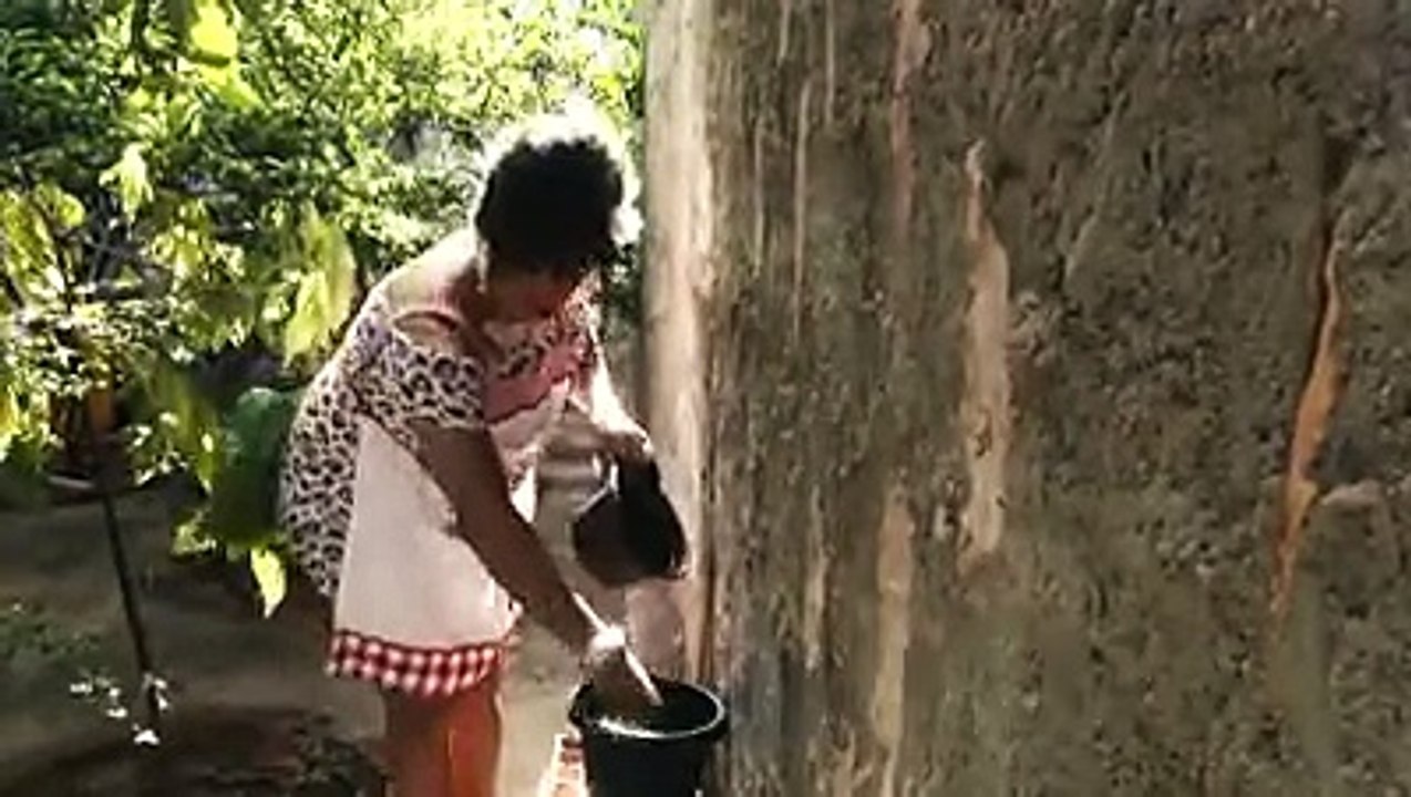 Nova música da dengue