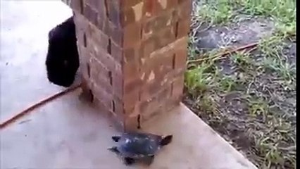 catfunny race videoclips2016