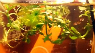 28 hours old betta eggs free swimming :D
