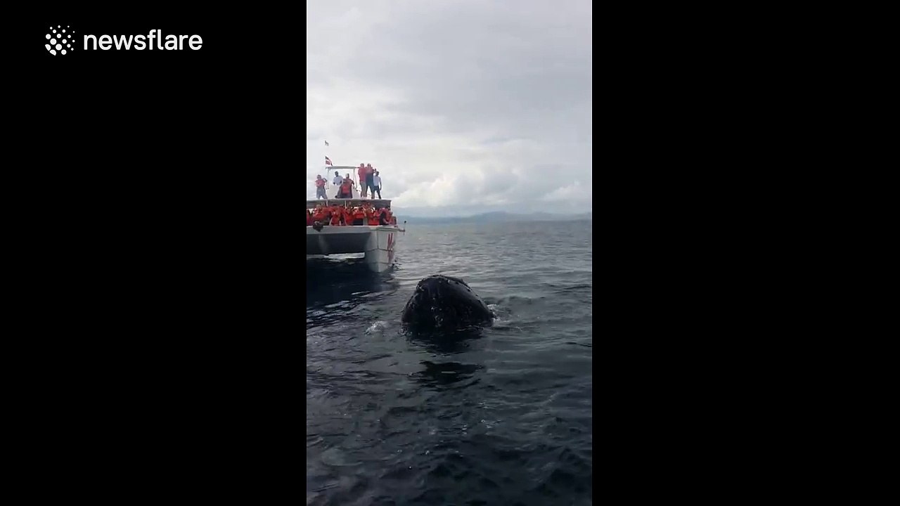 Humpback whale puts on a show for whale watchers in Dominican Republic