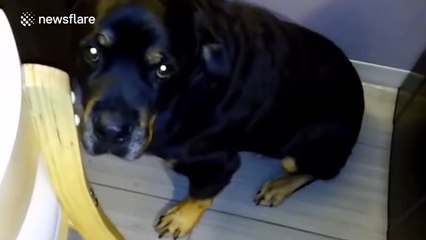 Big rottweiler doesn't want to have a bath