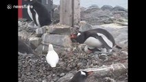 Penguins defend baby and nest in Antarctica