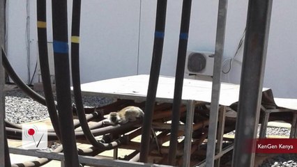 Monkey Causes Nationwide Blackout In Kenya