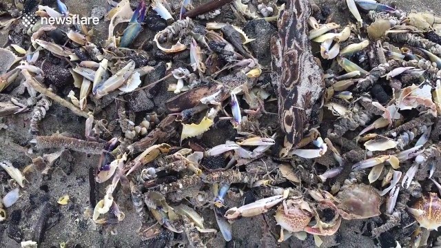 'Thousands' of dead crabs wash up on south Texas beach
