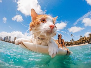 Плавающие коты ! Боятся ли коты воды ?