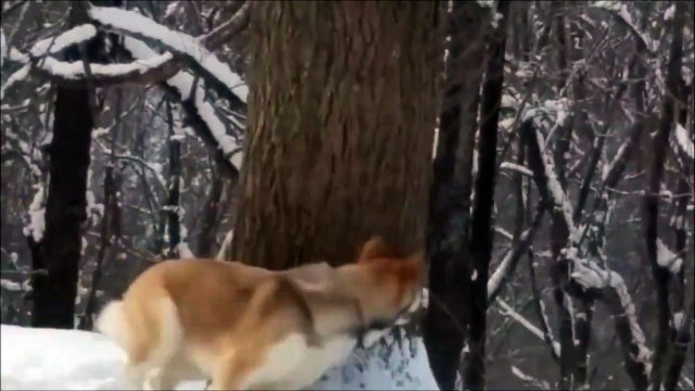 Le chat et la souris ou le chien et l'ecureuil