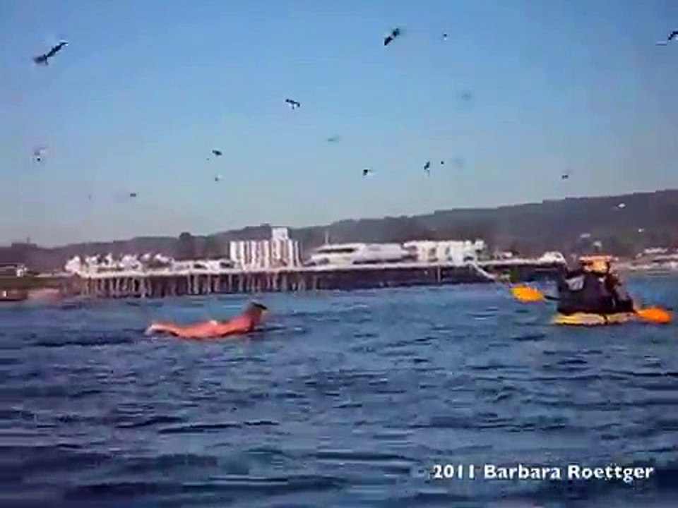 Cette jeune femme est allongée sur sa planche sur l'eau quand soudain...