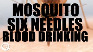 How Mosquitoes Use Six Needles to Drink Your Blood  -  Deep Look 2016
