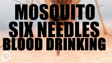 How Mosquitoes Use Six Needles to Drink Your Blood  -  Deep Look 2016