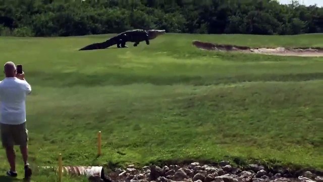 Вот такие аллигаторы водятся во Флориде! Офигеть