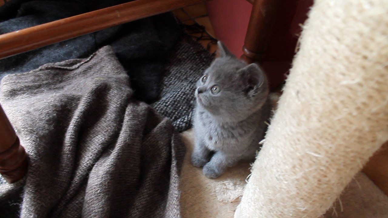 MVI_2411 british bleu juin 2016