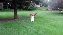 Bambi se laisse caresser par une petite fille de 2 ans... Trop mignon le Faon