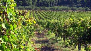 La Ferme Auberge du Château Mentone - Vidéo 4 min