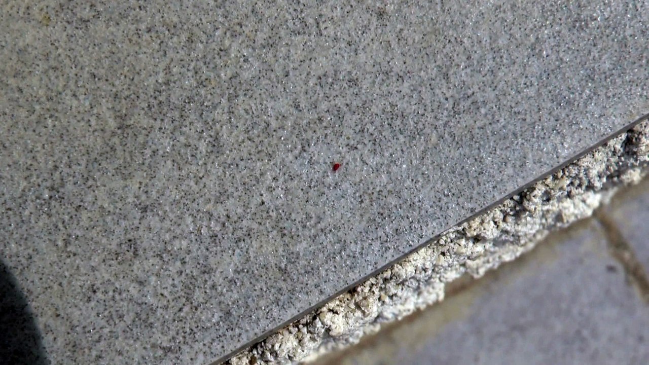 Question: De quel insecte s'agit-il?