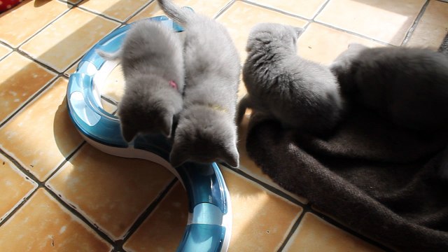 MVI_2416 chatons british shorthair bleus