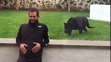 Cet homme tourne le dos à un jaguar, mais la suite va vous choquer