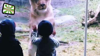 Animals That Dont Know What Glass Is