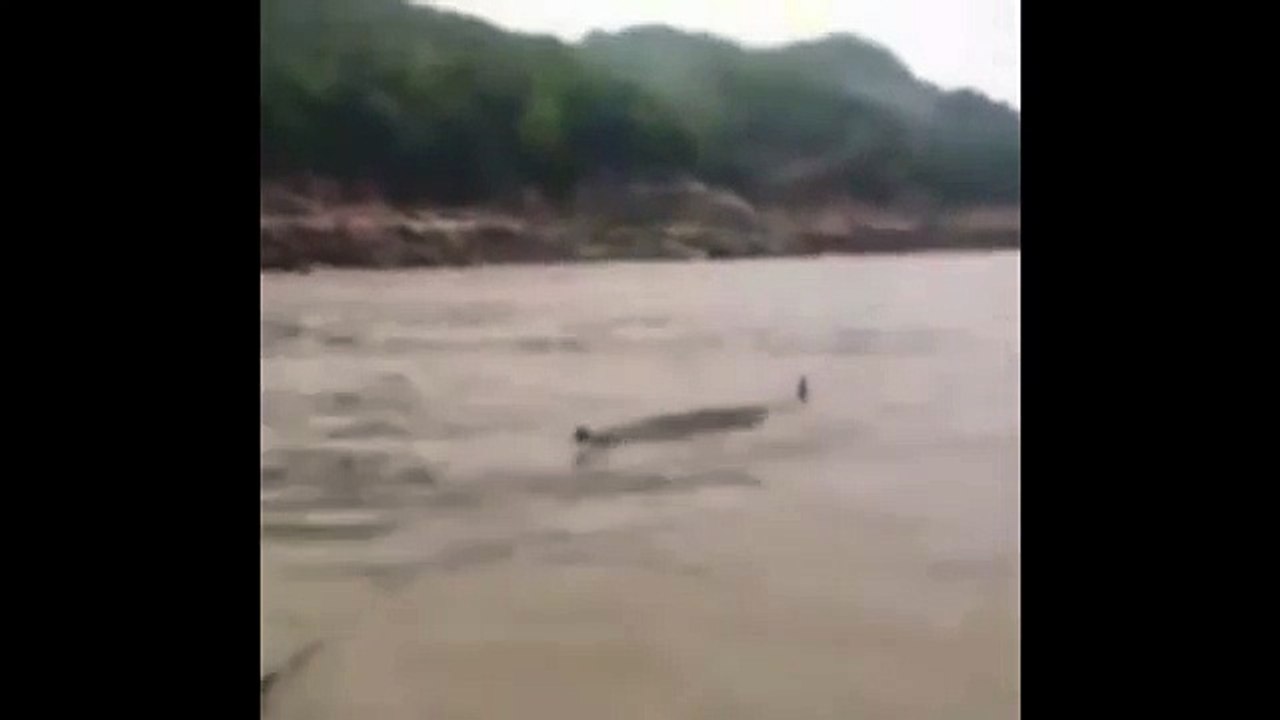 Fisherman Stunned After Catching Bizarre Crocodolphin