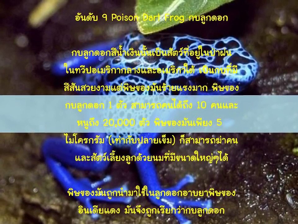 [สารคดี] 10 อันดับ สุดยอดสัตว์มีพิษ ที่อันตรายที่สุดในโลก