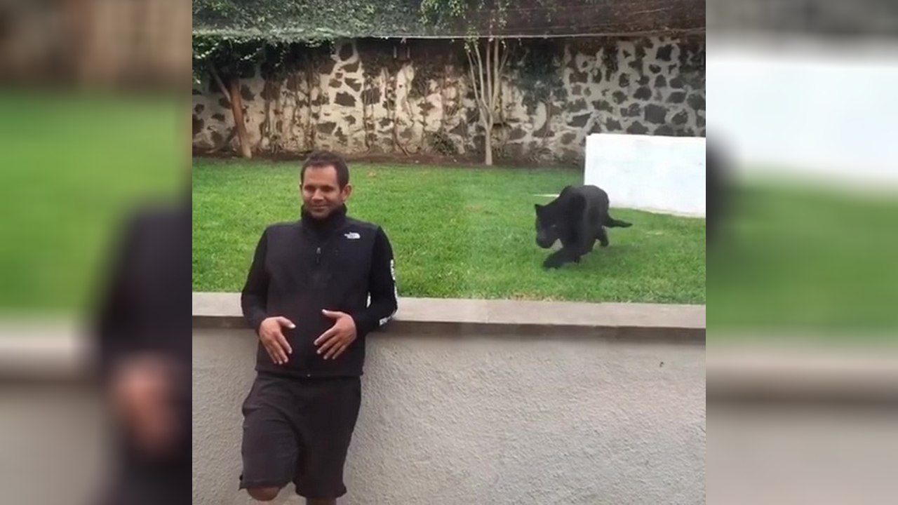 Tourner le dos à un jaguar, bonne ou mauvaise idée ?!