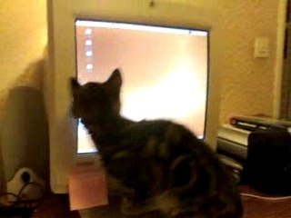 Le chat et compiz