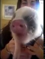 Baby piglet making hilarious noises while eating potato chips
