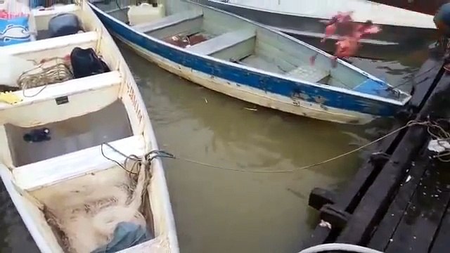 Piranhas Smell Blood And Go On Feeding Frenzy And It's Caught On Film
