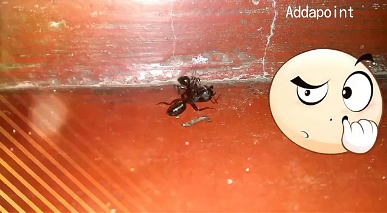 Ant's Fight Club !! Must Watch how ants fight !!