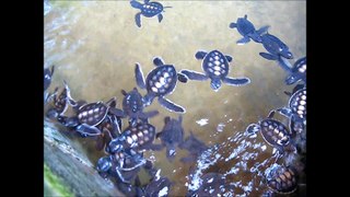 Ferme à tortues à coté de Galle au Sri Lanka