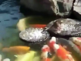 faith in humanity restored compilation - awesome animals edition
