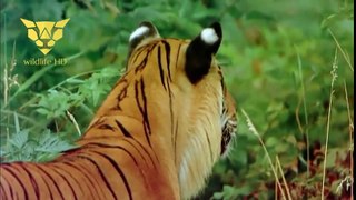 bengal tiger attack full HD