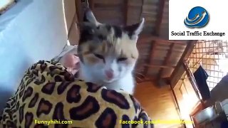 Funny Picture Jokes For Adults Halloween Funny Jokes Bad Funny Videos Download Funny Sport Videos