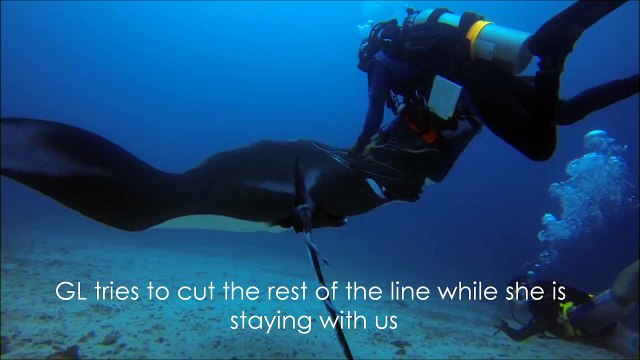 This Manta Ray Was Caught In A Fishing Line. You'll Love What These Scuba Divers Did Next.