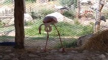 Burdur Tedavisi Tamamlanan Flamingo, Burdur Gölü'ne Bırakıldı