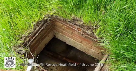 Tiny Blue Tit Dried With Hairdryer After Being Rescued From Drain