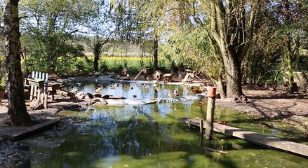 Le jardin des oiseaux de Jean Pierre