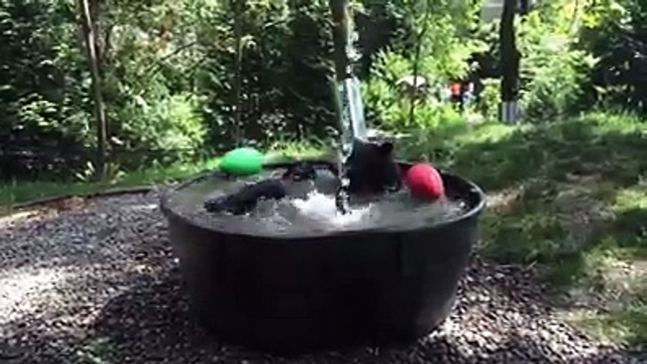 Cet ours qui s'éclate dans son bain fait fondre les internautes