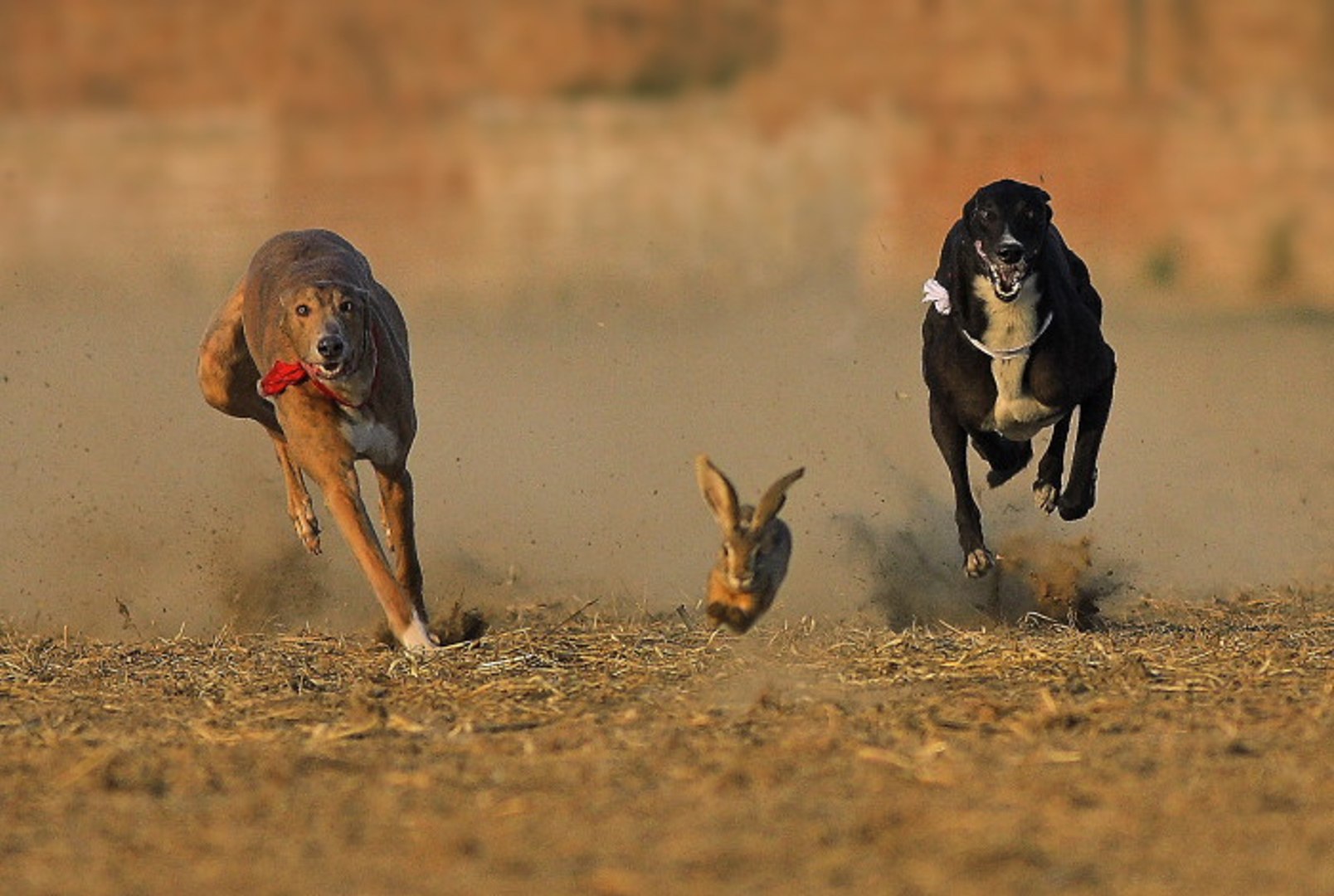 Greyhound Dog Hunting Rabbit