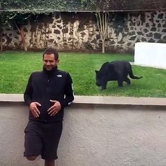 Il ne faut jamais tourner le dos à un jaguar