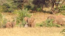 Lost Baby Elephant Reuniting with his Mother Will Warm Your Heart