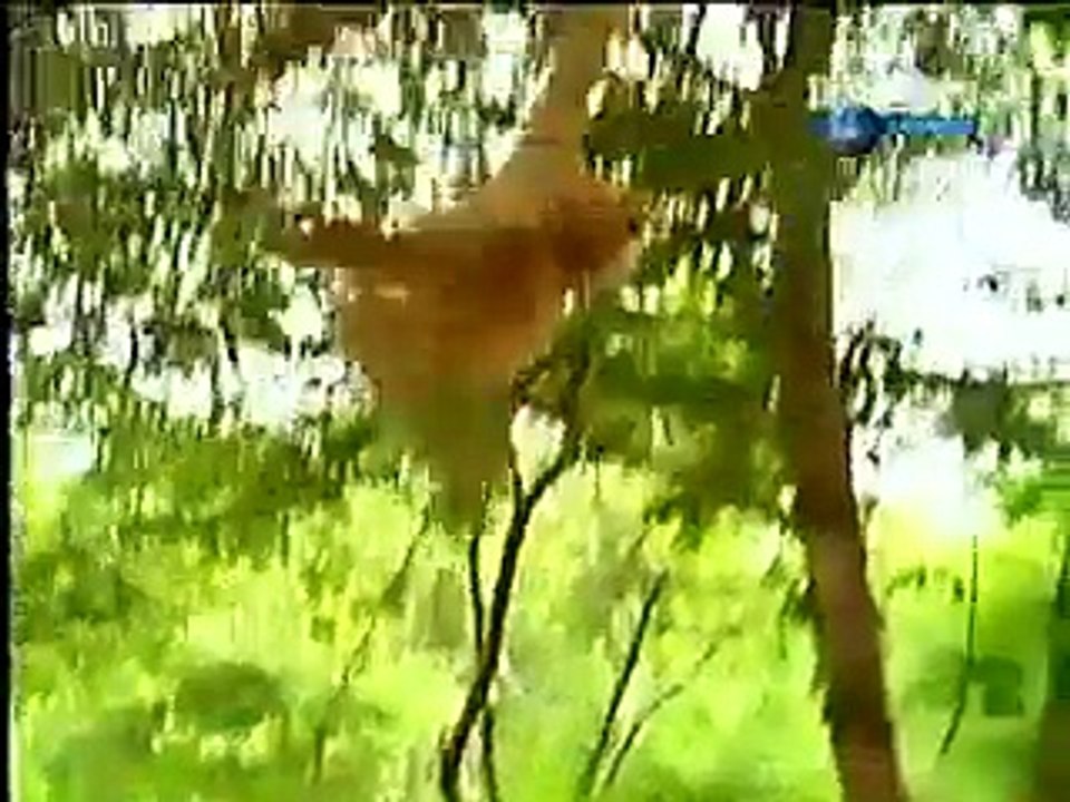 Who_is_tougher_tiger_or_monkey..