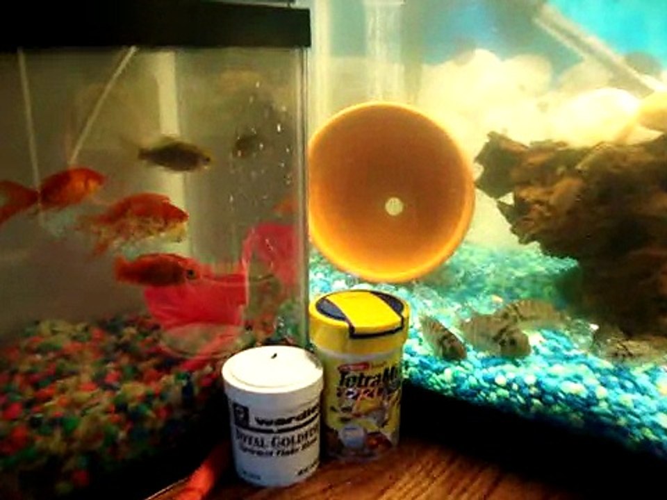 2.5 FEEDER AND 10 GALLON CONVICT CICHLID TANK