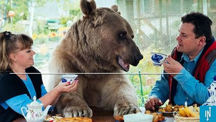 Ce couple russe a adopté un ours et vit avec depuis 23 ans