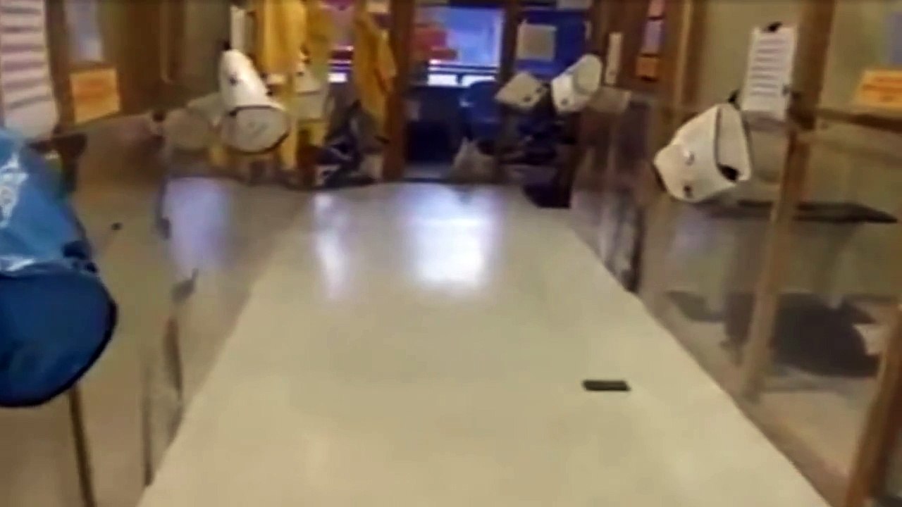 Découvrez ce qui se produit dans ce refuge lorsque ce chat voit approcher son humain préféré... Oh mon dieu !